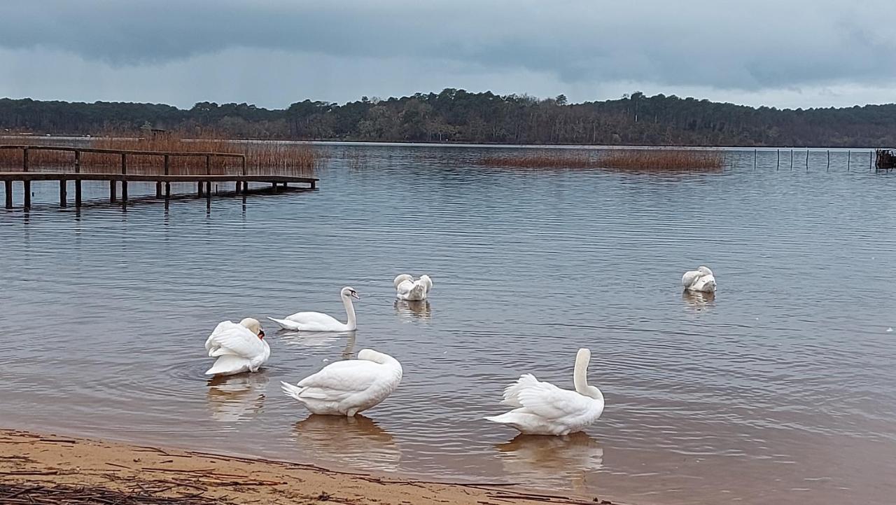 T2, 50M Du Lac, Piscine, Wifi, Jardin Terrasse Sans Vis-A-Vis, 1 A 4 Pers Aureilhan  Εξωτερικό φωτογραφία